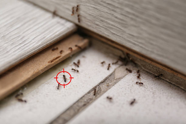 Best Spider Control Near Me  in Cane Savannah, SC