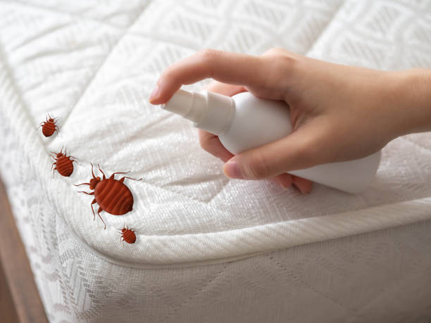 Best Bed Bug Extermination  in Cane Savannah, SC